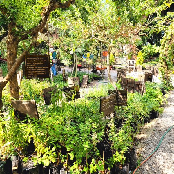 Vivero Escalonia Plant Nursery Antigua Guatemala