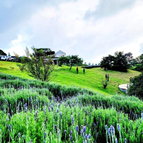 Jardines de Provenza Lavander Fields