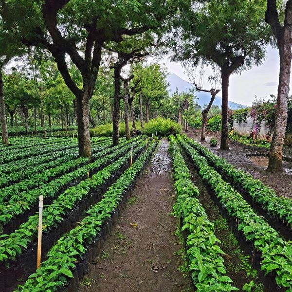 Finca Filadelphia Coffee Farm with Volcano View San Felipe Antigua Guatemala