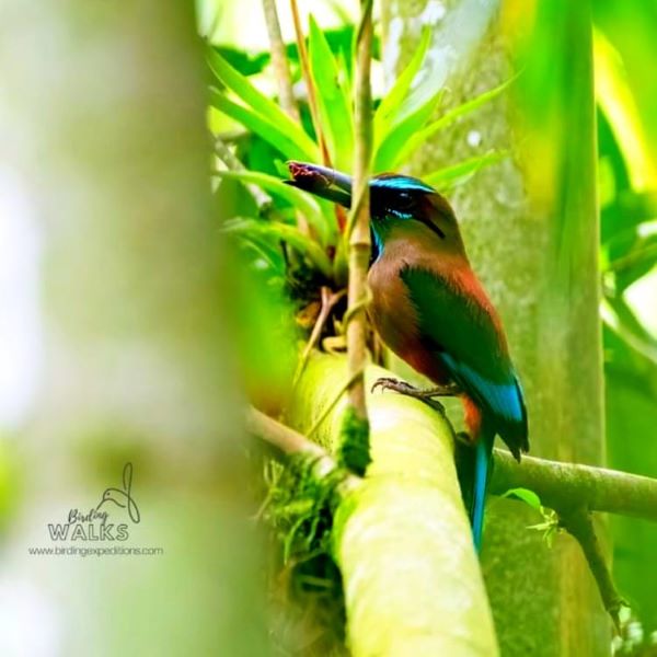 birding expeditions in Antigua Villages