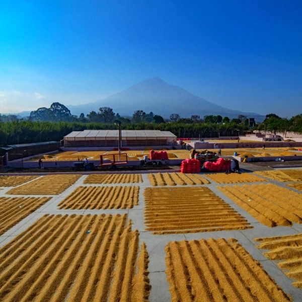 Bella Vista Coffee Farm