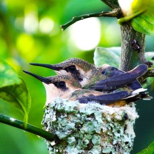 Birding Atitlan Expeditions