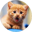 Amanda Peretich Avatar